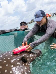 Tagging Eagle Ray