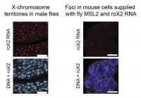 Miniature Fly X Chromosomes in Mice