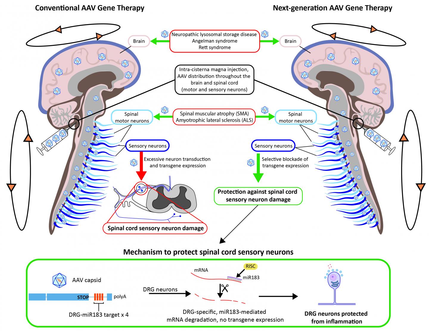 Modified Viral Vectors Could Make Gene Therapies Safer in the Nervous System (3 of 4)