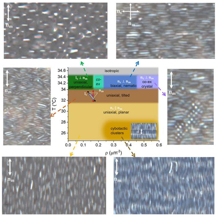 Reconfigurable phases of porous colloids in liquid crystals