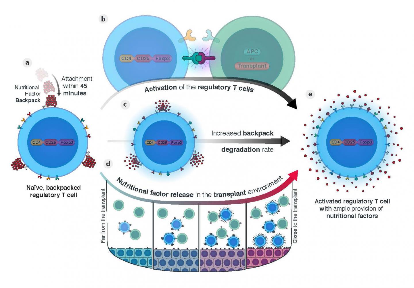 Regulatory T cells engineered with TCR signaling-responsive IL-2 nanogels suppress alloimmunity in sites of antigen encounter