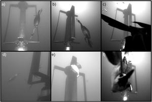 Observations of marine animal interactions with a small tidal turbine