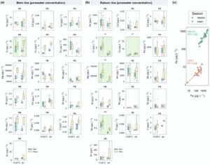 Figure 3. Porewater elemental concentrations in root- and bulk-zones across main-ratoon cropping season.
