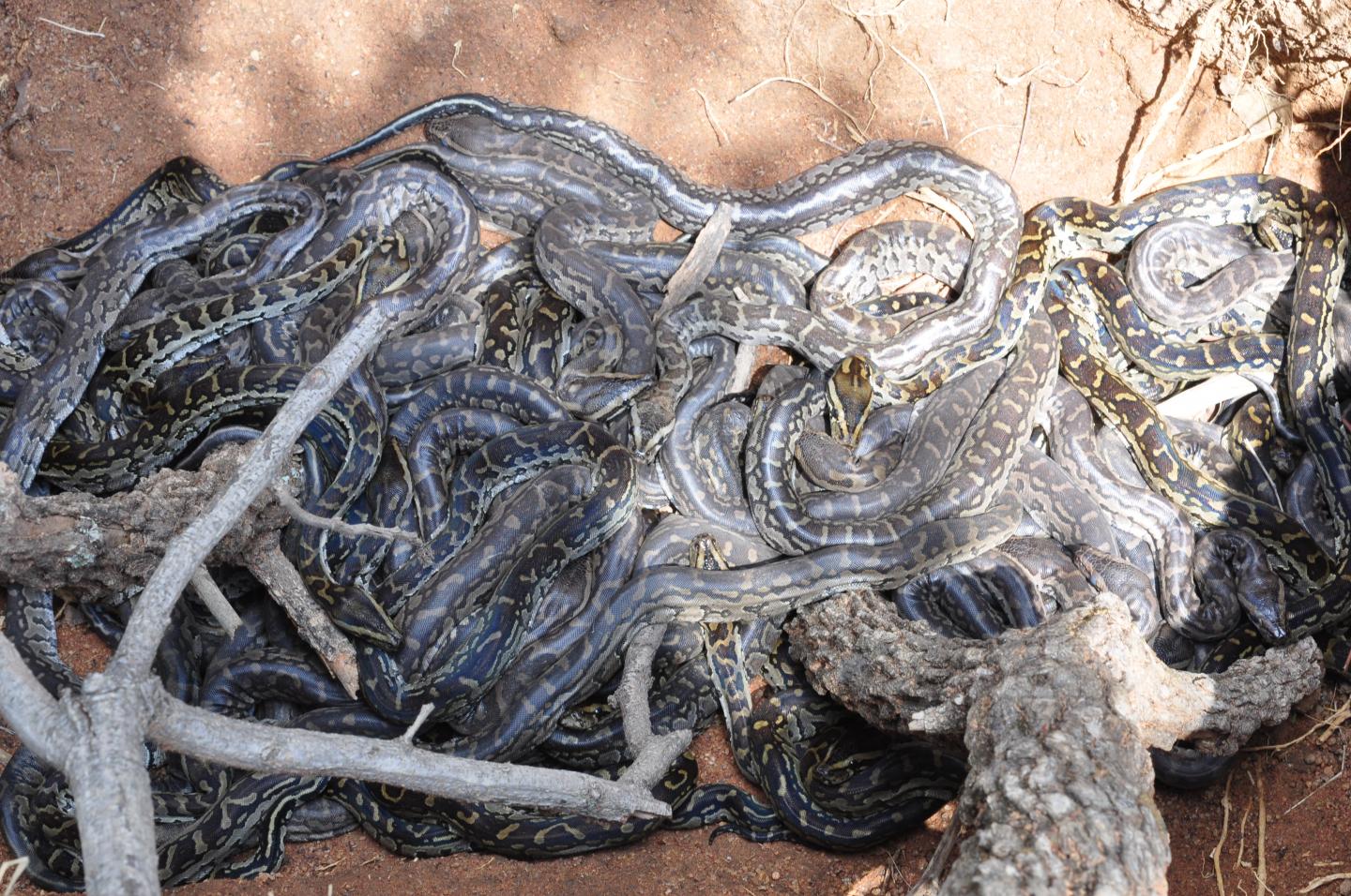 Python babies