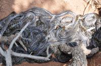 Python babies