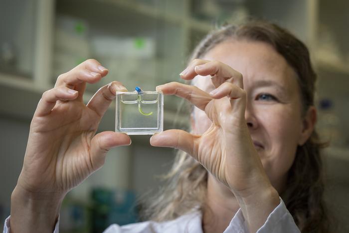 Professor Marie-Eve Aubin-Tam holding up a soft robot arm inside a small square aquarium