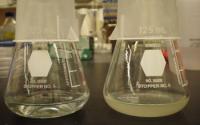 Bacteria that Make Superoxide Are Grown in Flasks Filled with Seawater