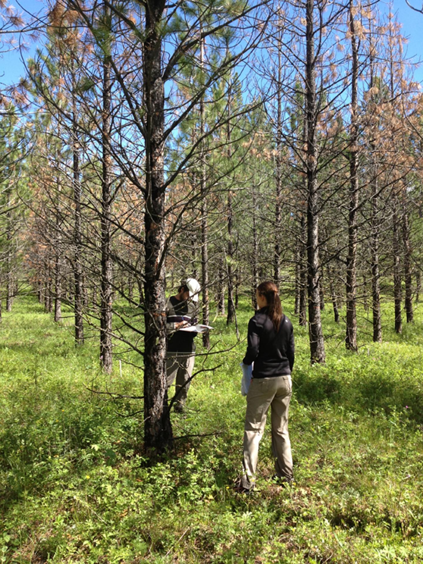 Ponderosa Pine Survey