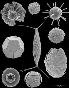 Coccolithophore_Assemblage_JYoung