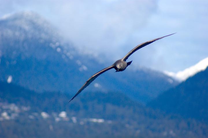 Soaring Gull