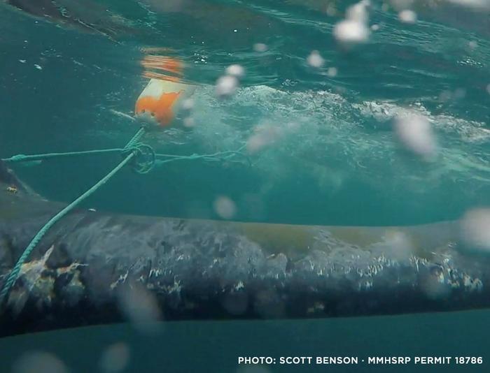 Risk of whale entanglement in fishing gear tied to size of cool-water habitat