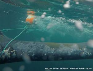 Risk of whale entanglement in fishing gear tied to size of cool-water habitat