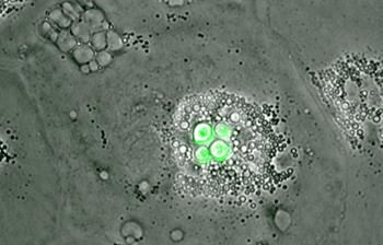 Bird Macrophages 