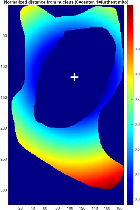 Heatmap of mitochondrial distance from nucleus