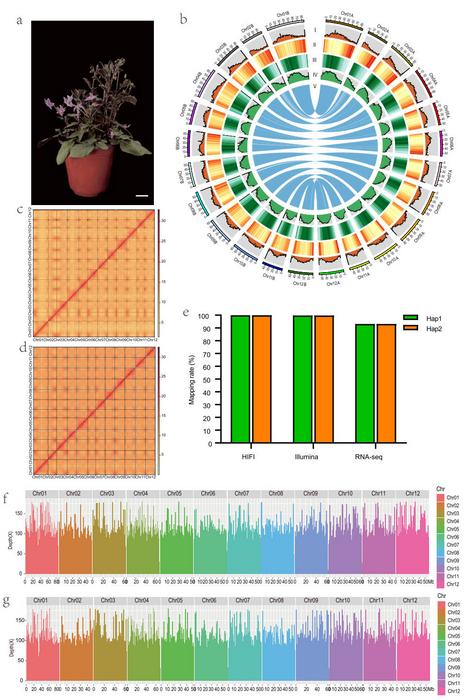 Overview of the S. commersonii haplotype-resolved genome.