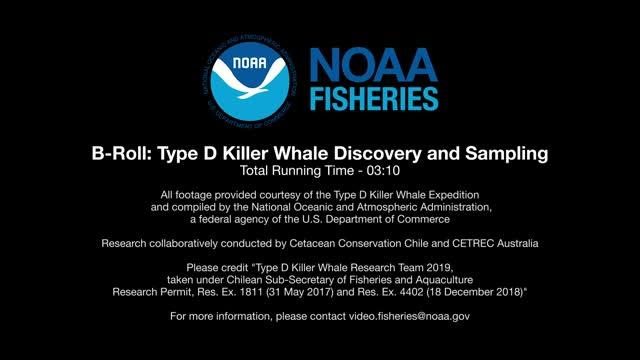 Type D Killer Whales