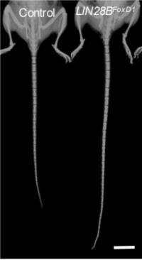 Long-tailed Mice Xray