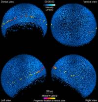 Migrating Cells