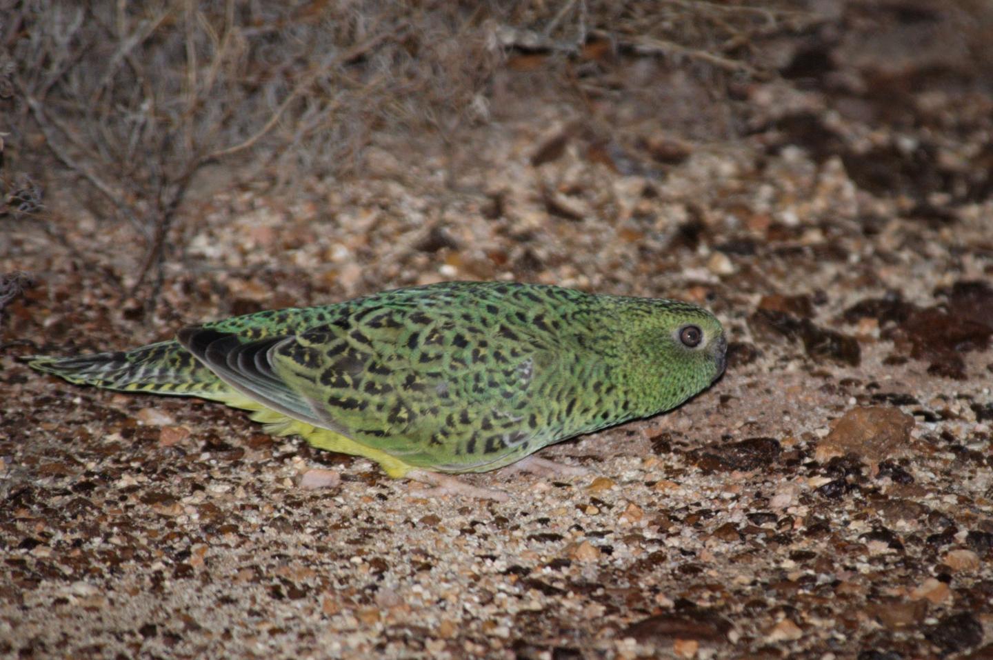 Night Parrot