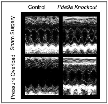 Images of Mouse Hearts