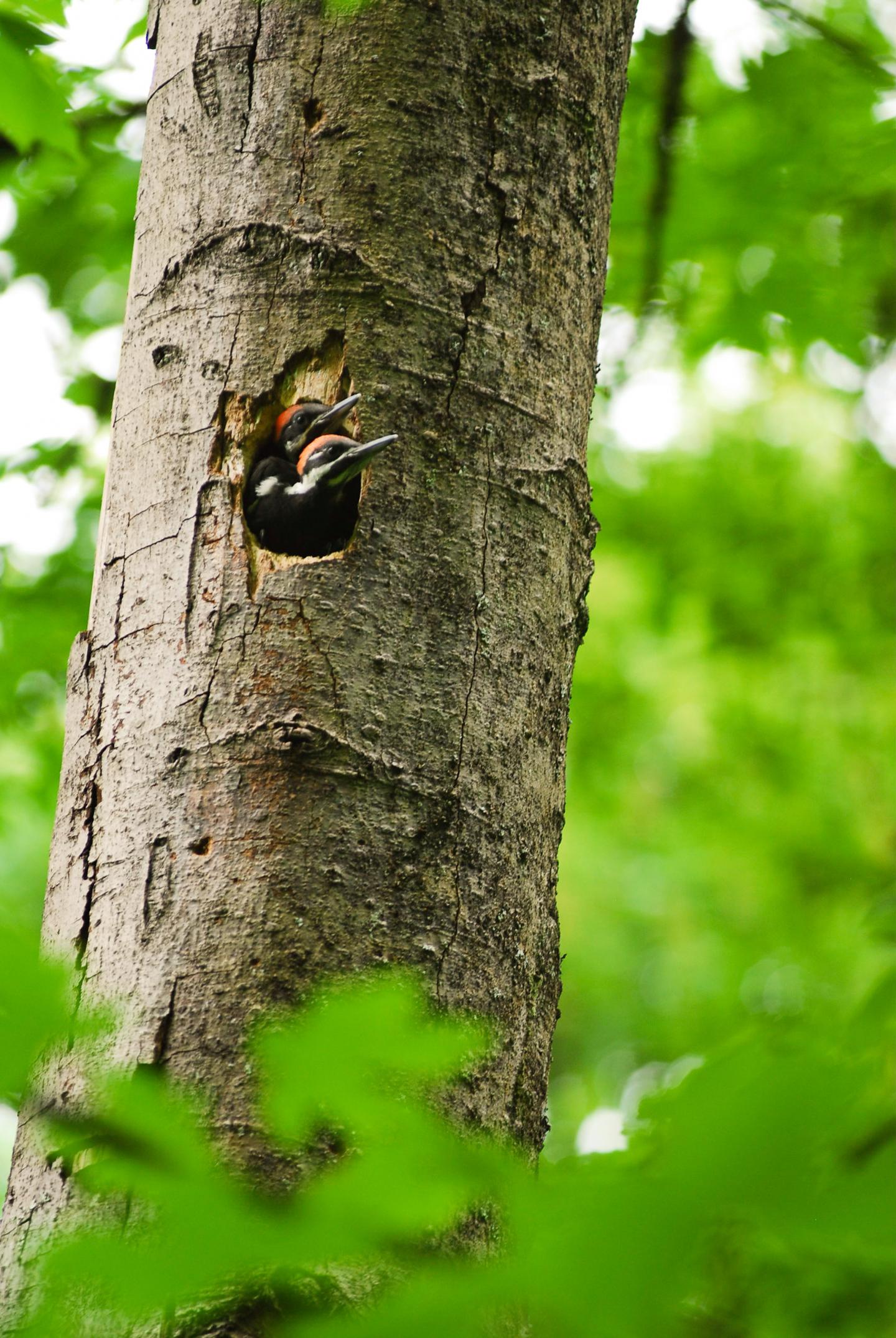 Pileated Woodpeckers