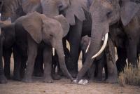 Elephants