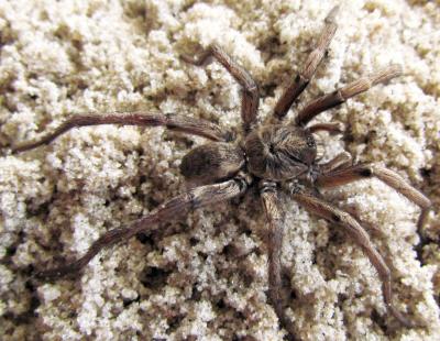 <i>Chaco costai</i>