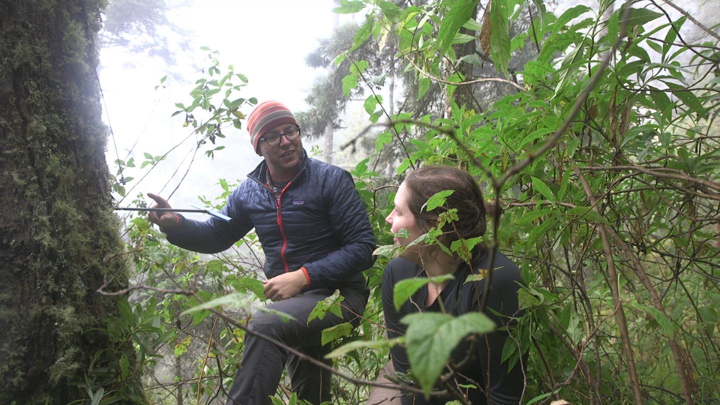 Guatemalan Tree Cores