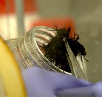 Researchers Have Confirmed that Flexible, Conductive Fibers Made of Carbon Nanotubes