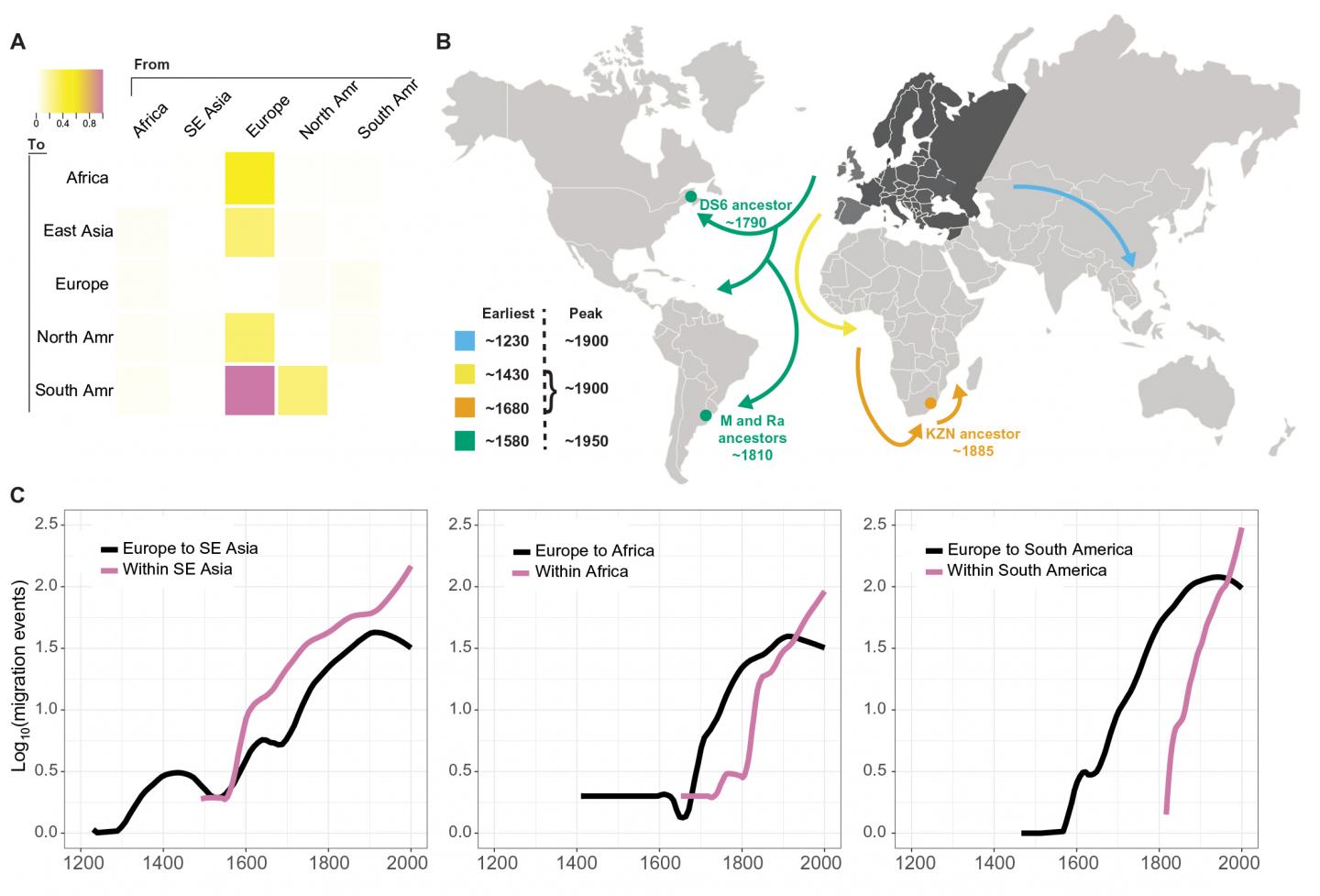 Local Adaption of Tuberculosis, Not Human Migration, Spread TB Resistance Mutations (3 of 3)