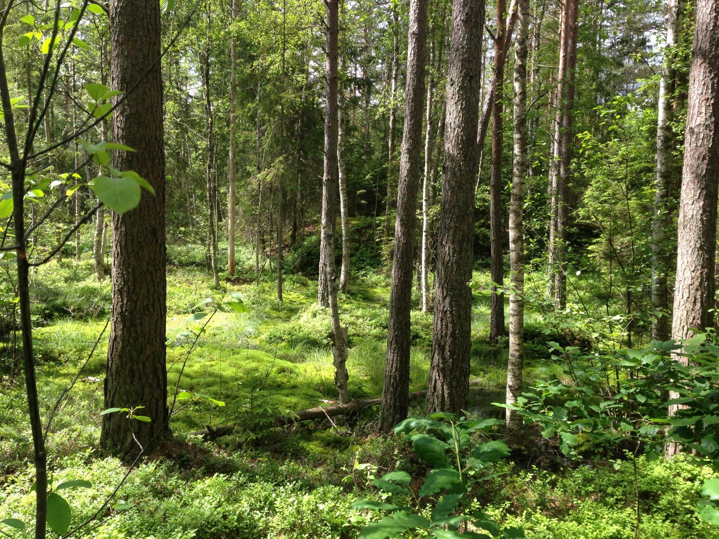 Swedish Forest