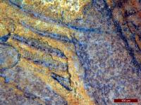 Rows of Cilia on <i>Daihua</i>