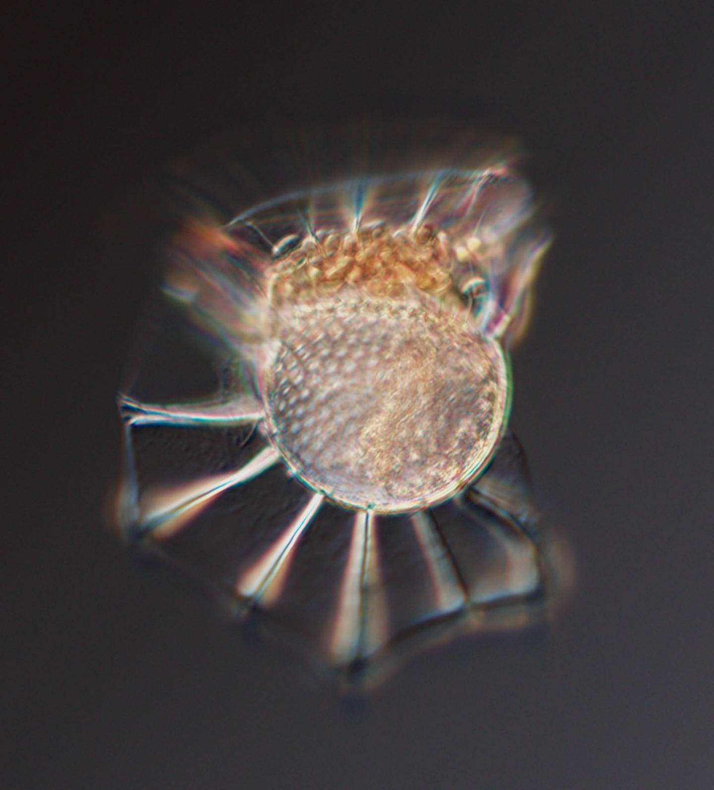<i>Ornithocercus thumii</i>