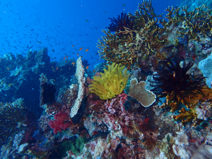Marine ecosystem 2
