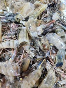 White shrimp processing by-product (shells & heads)