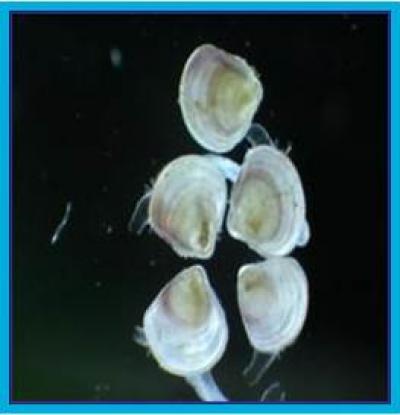 Juvenile Hard Clams