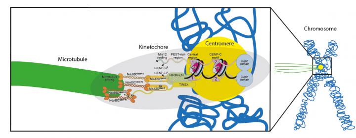 Reconstituted Kinetochore