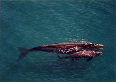 Southern Right Whales