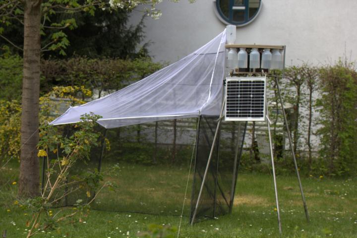 Malaise Trap