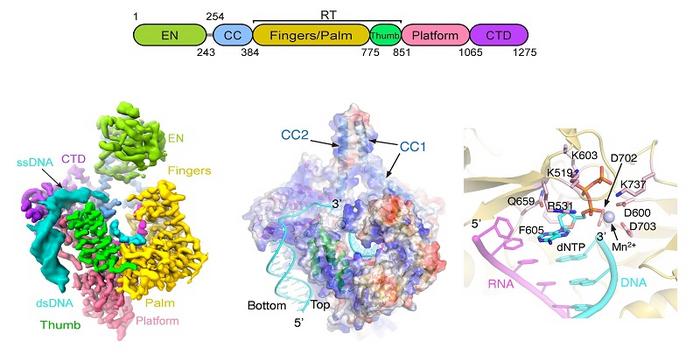 Structure of the functional LINE-1 ORF2p retrotransposition complex