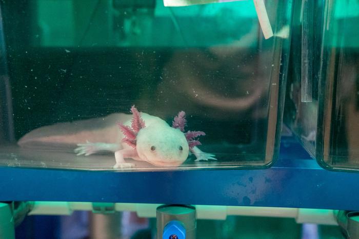 Axolotl