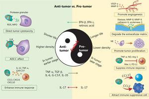 Potential pro- and anti-tumor functions of tumor-associated neutrophils (TANs).