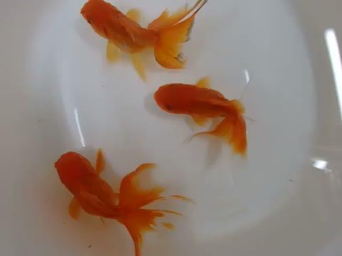 Sequenced Goldfish Genome May Improve Utility of Zebrafish in Biomedicine (4 of 5)