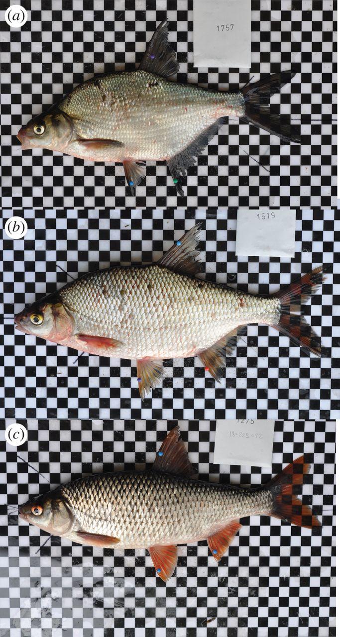 Bream, Hybrid, Roach