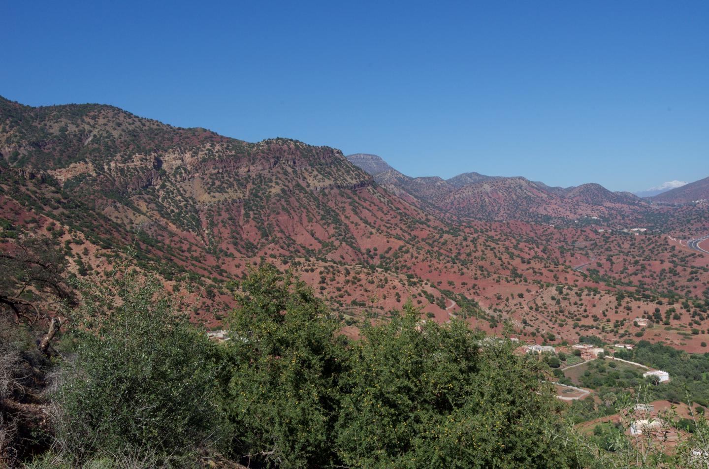 Volcanic Mercury and Mutagenesis in Land Plants during the End-Triassic Mass Extinction (3 of 5)