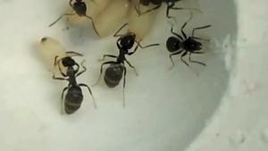 Destructive disinfection