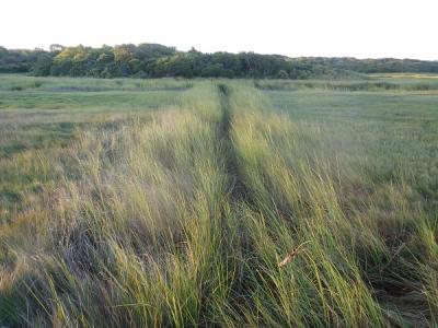 Healthy Mosquito Ditch, Cape Cod