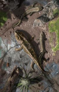 その他 Invasions of the Land: The Transitions of Organisms from Aquatic to Terrestrial Life Water-to-land transition in early tetrapods | EurekAlert!