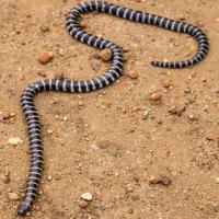 Bandy Bandy Snake