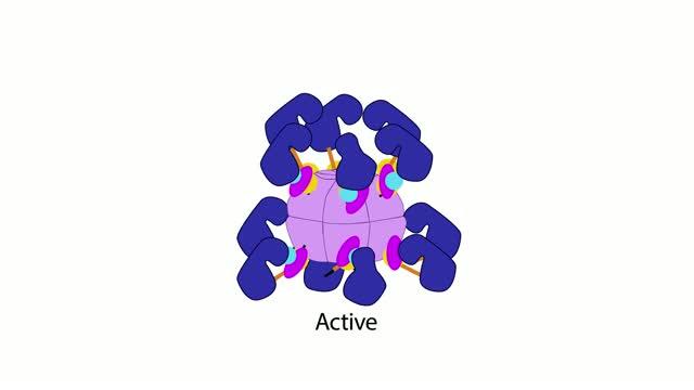 Reading Calcium to Write Memories: The Importance of Camkii Autophosphorylation